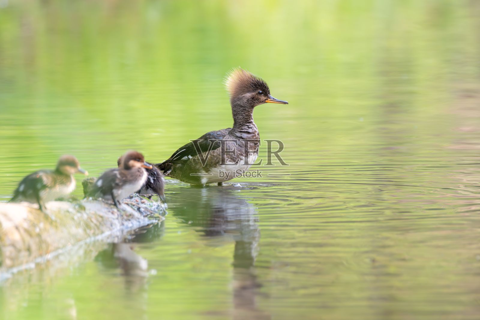 母头鸭与小鸭子在池塘中。照片摄影图片