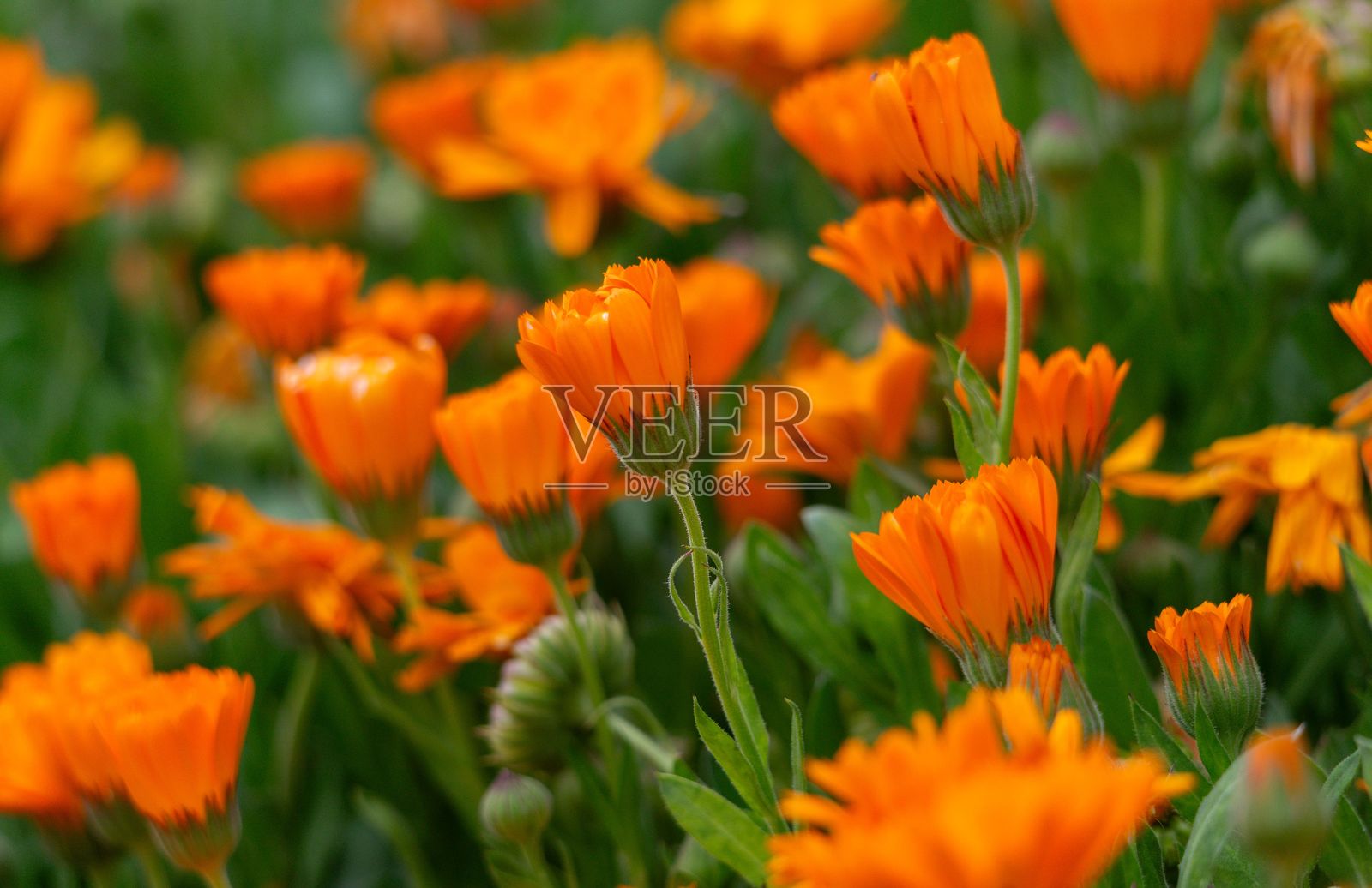 日落时分，橙色花田的细节特写，光线柔和而微弱。照片摄影图片