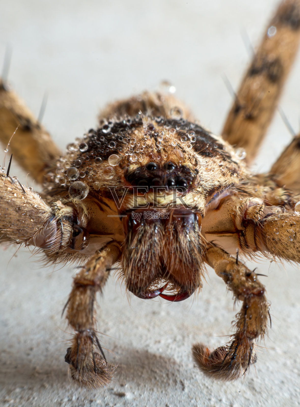 狼蛛特写镜头照片摄影图片