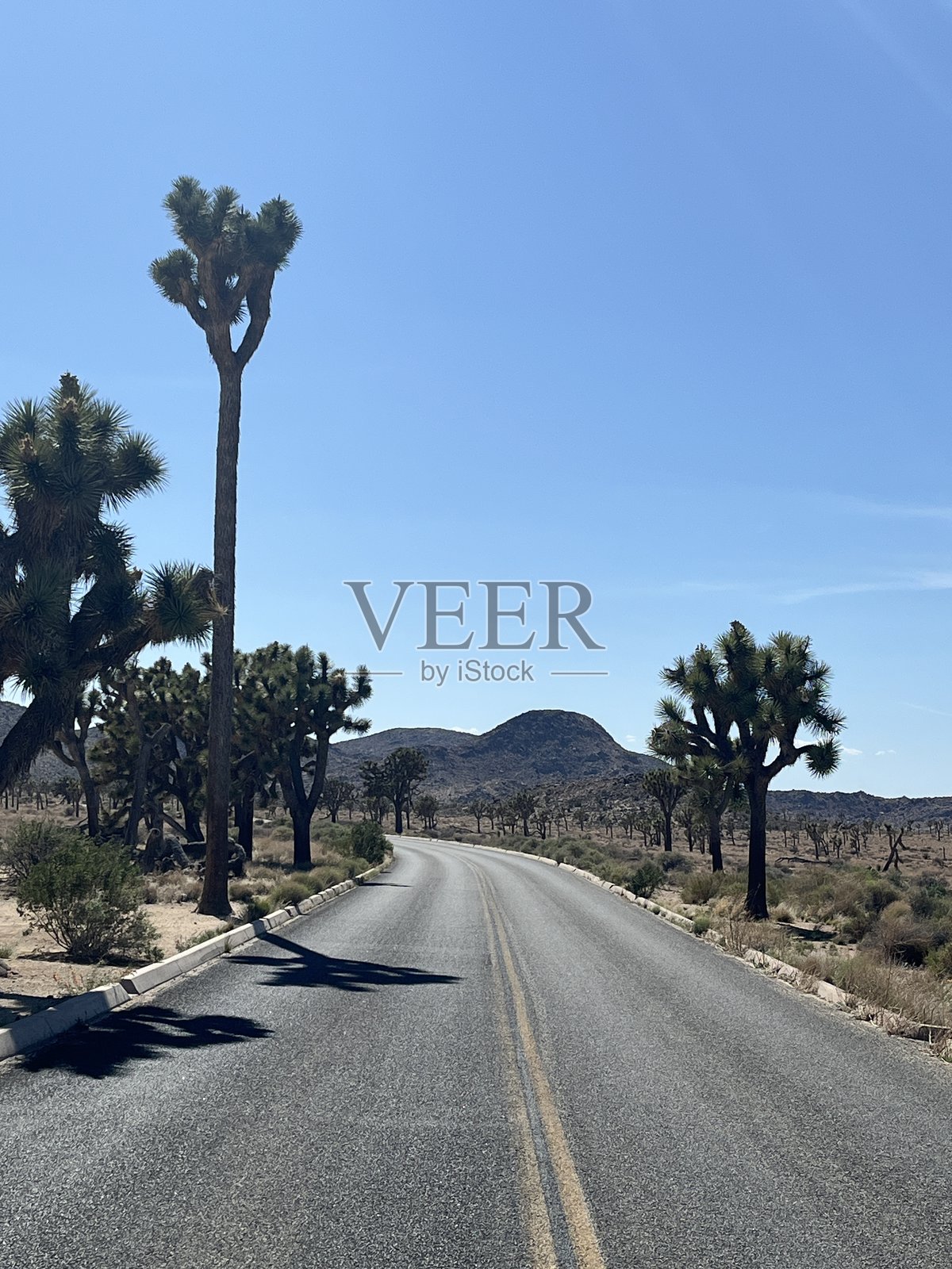 约书亚树国家公园美丽的沙漠风光照片摄影图片