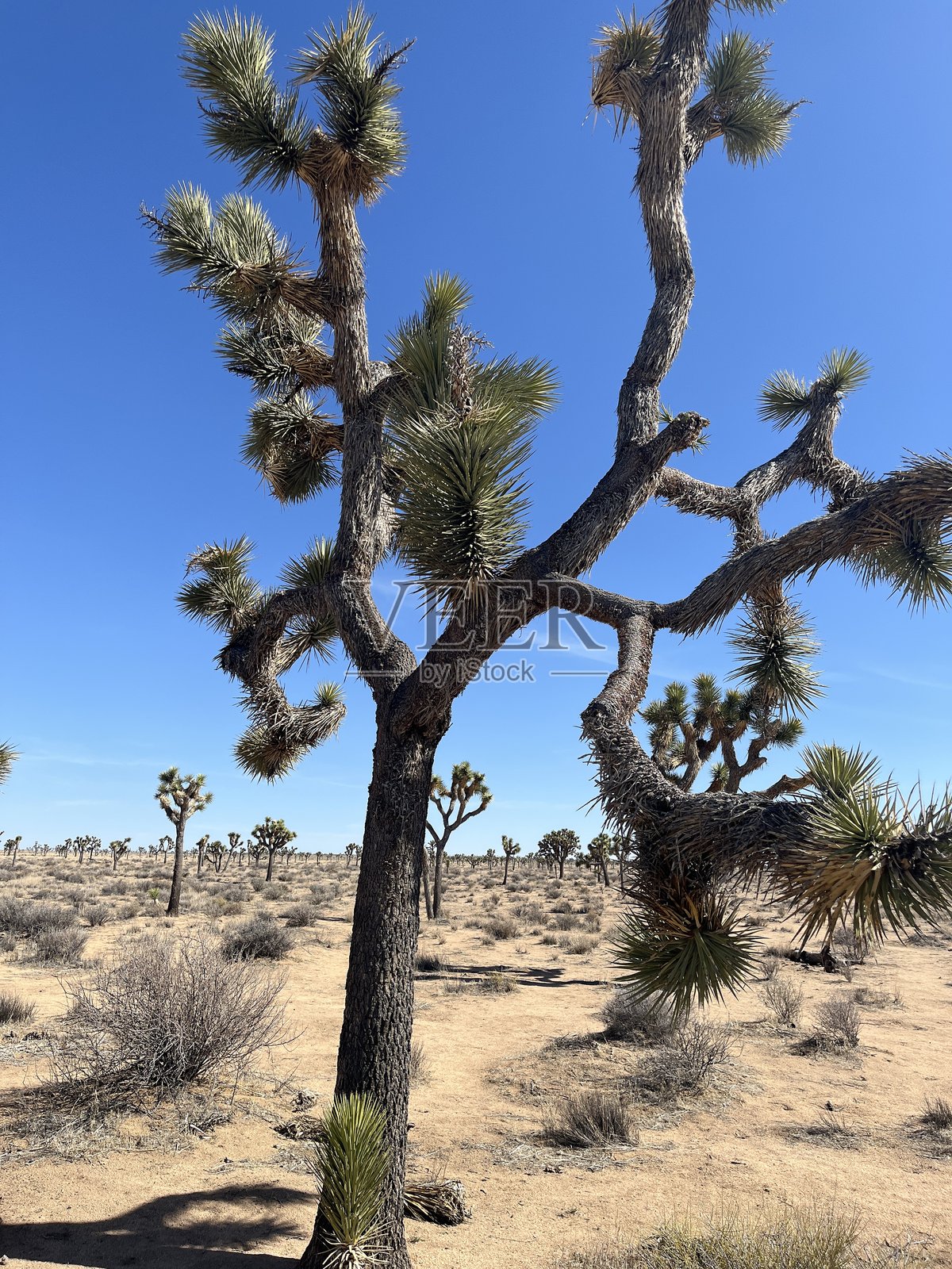 大约书亚树国家公园中的大型约书亚树照片摄影图片