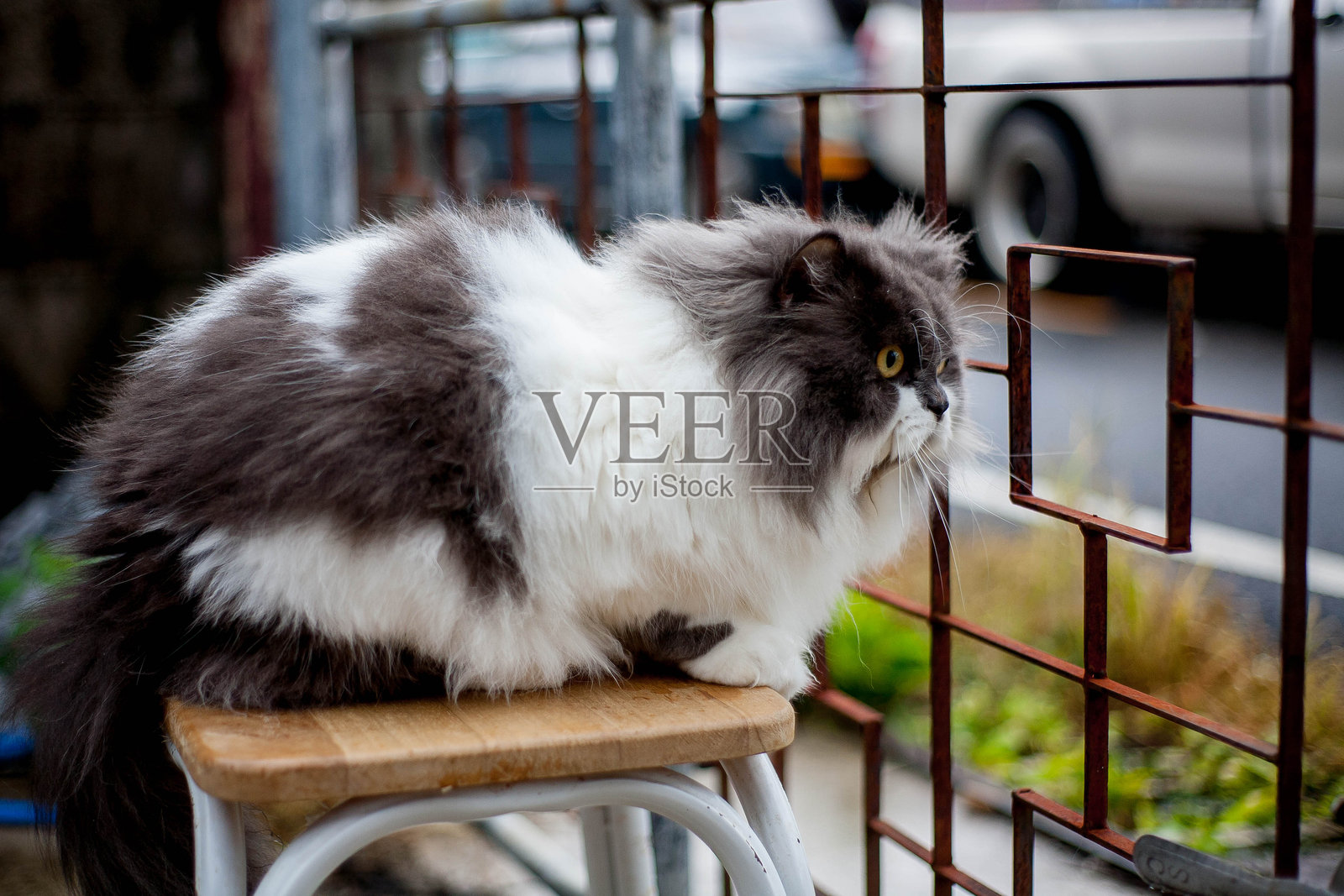 波斯猫在混凝土地面上吃它最喜欢的猫草照片摄影图片