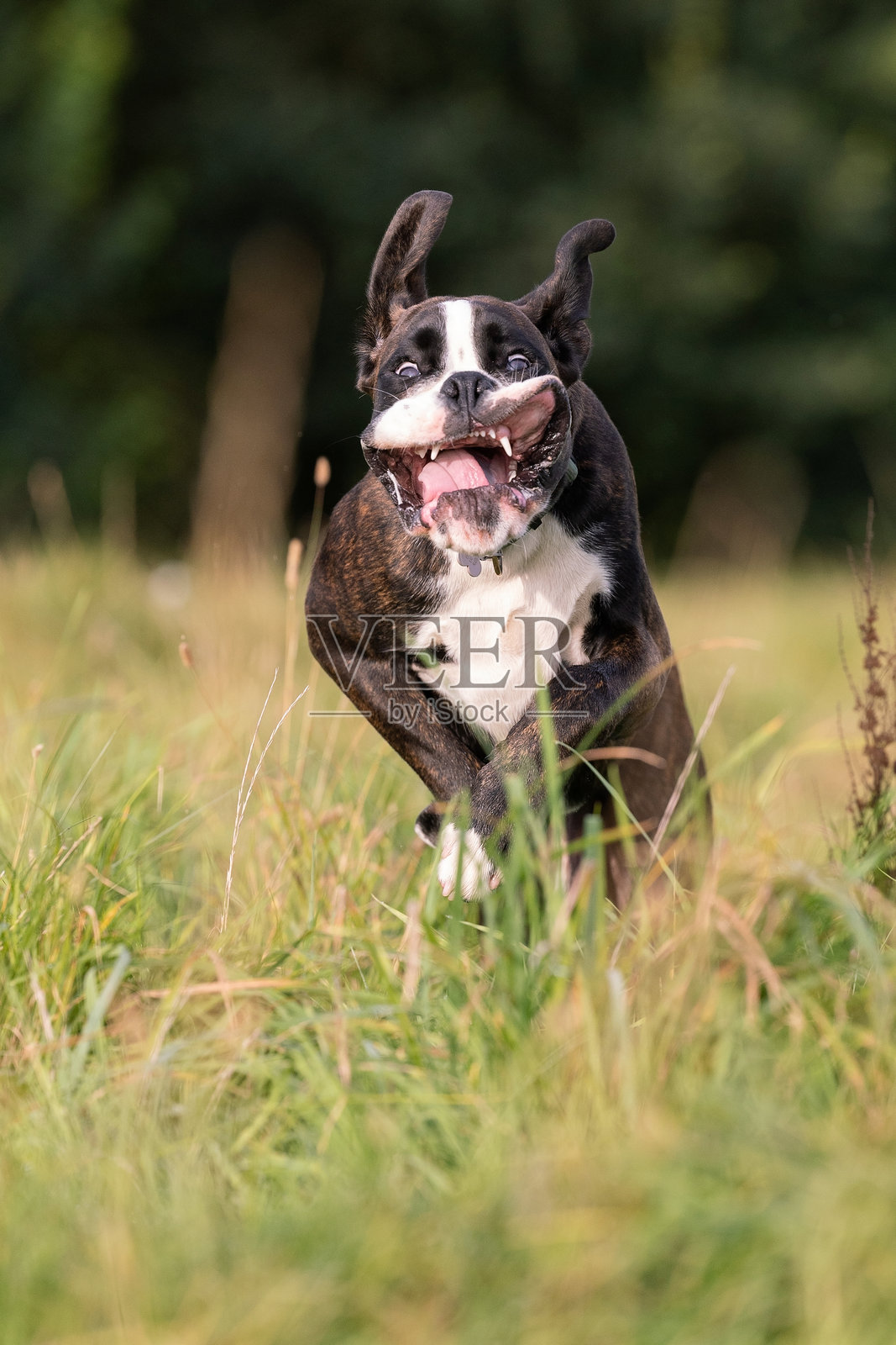 美丽的狗照片摄影图片