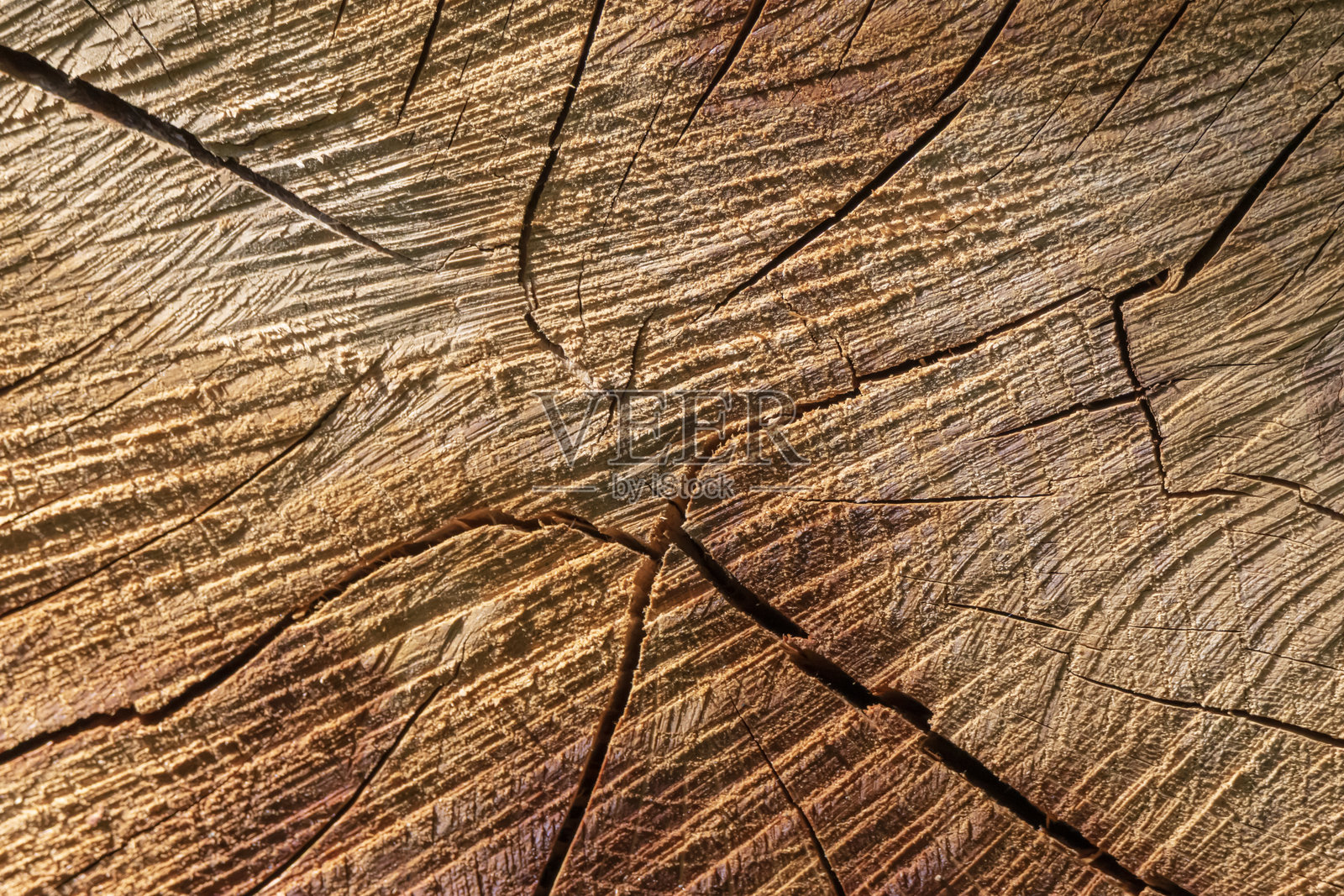 裂纹树干表面的特写纹理照片摄影图片