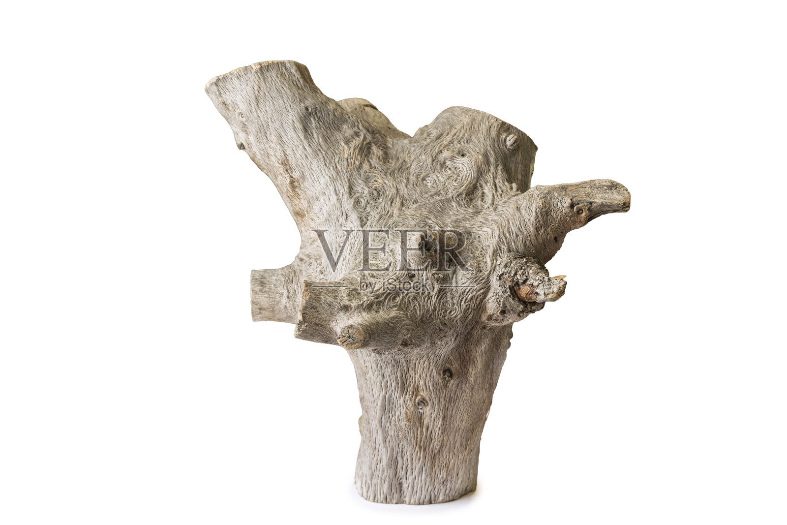 扭曲的树干孤立在白色背景上照片摄影图片