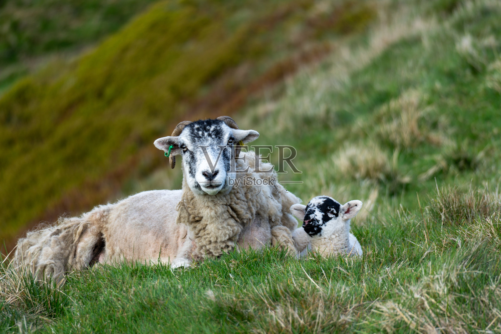 皮克区的风景与农场动物。照片摄影图片