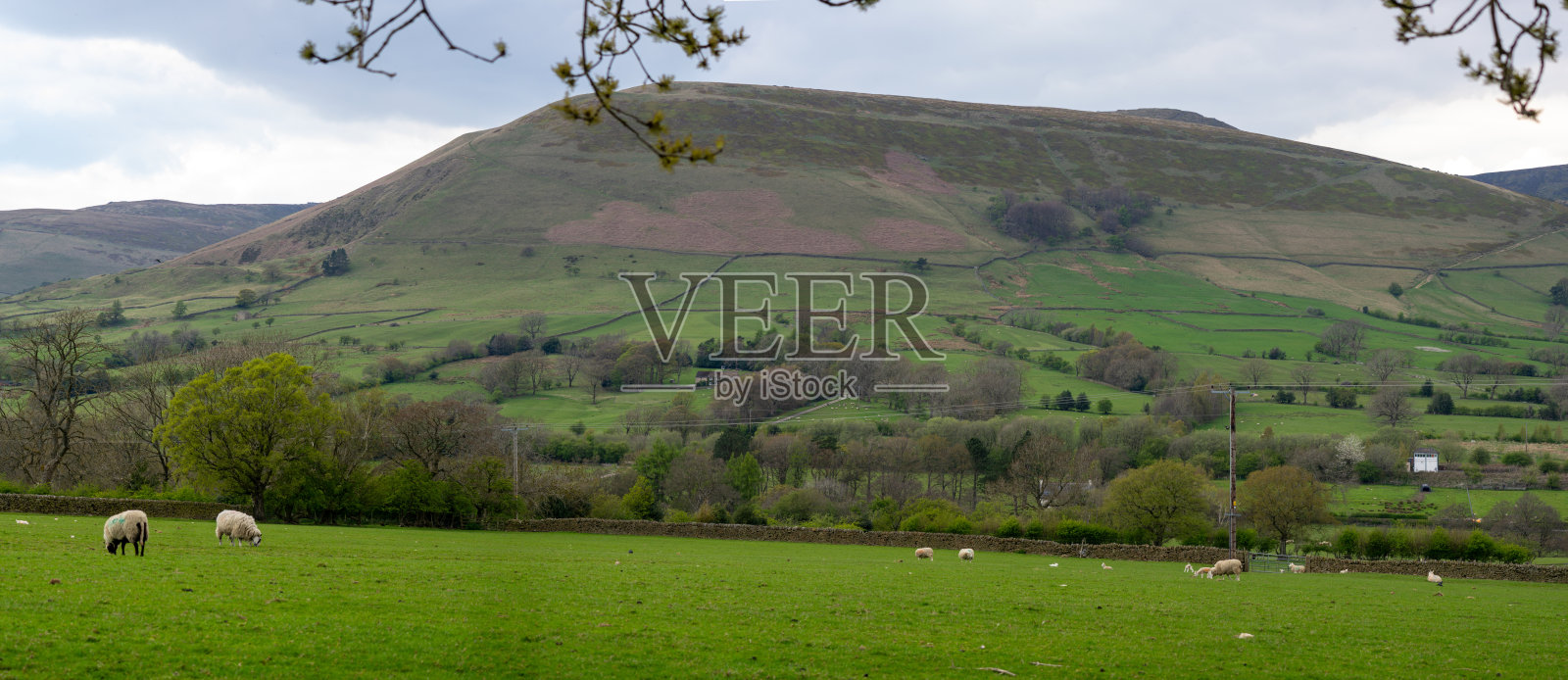 皮克区的风景与农场动物。照片摄影图片