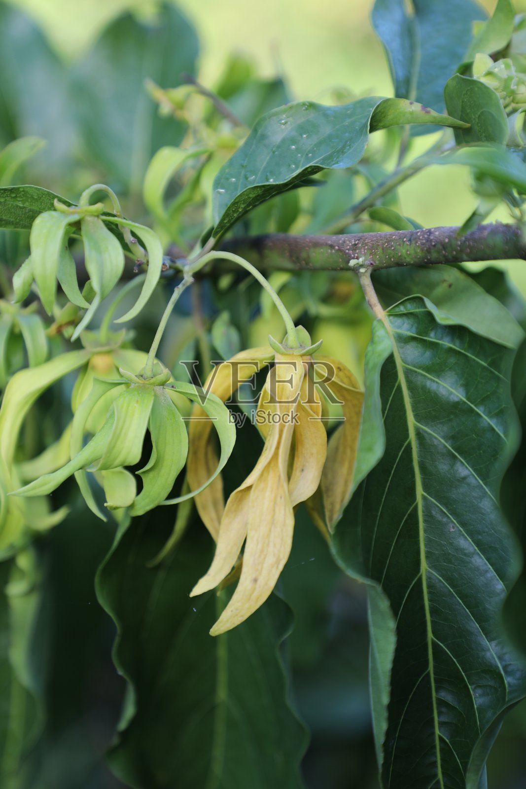 依兰花照片摄影图片