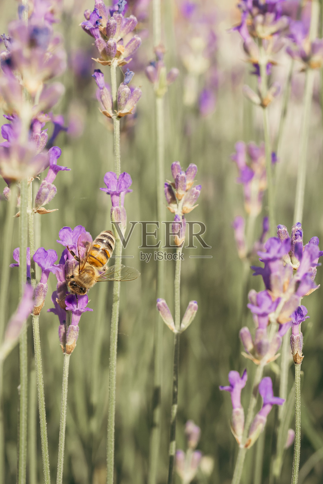 蜜蜂在阳光明媚的日子里在薰衣草田中近距离采集花粉。照片摄影图片