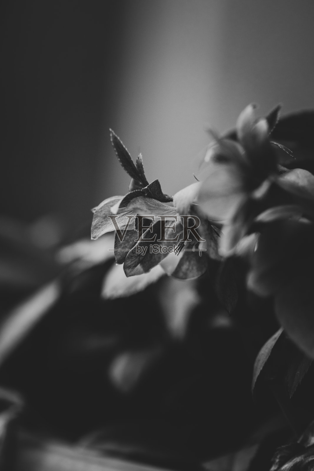 单色细节的黑心兰花照片摄影图片
