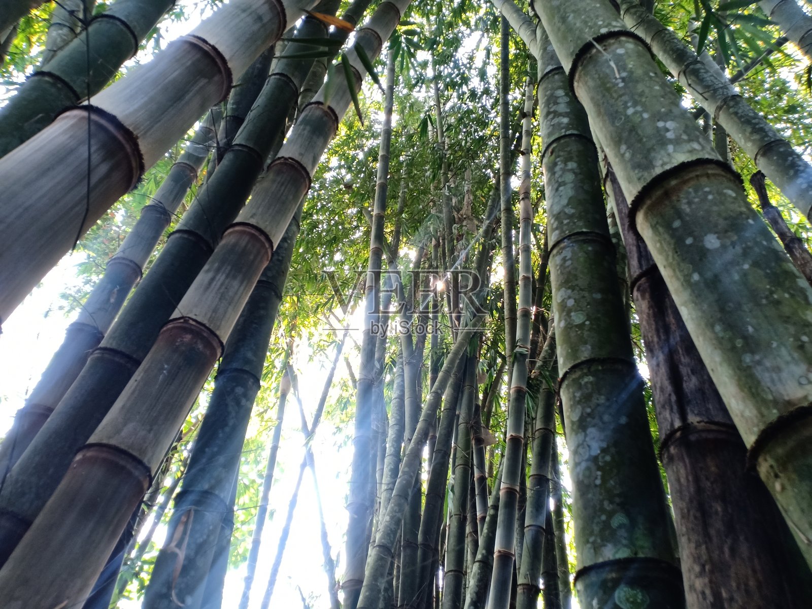 竹子照片摄影图片