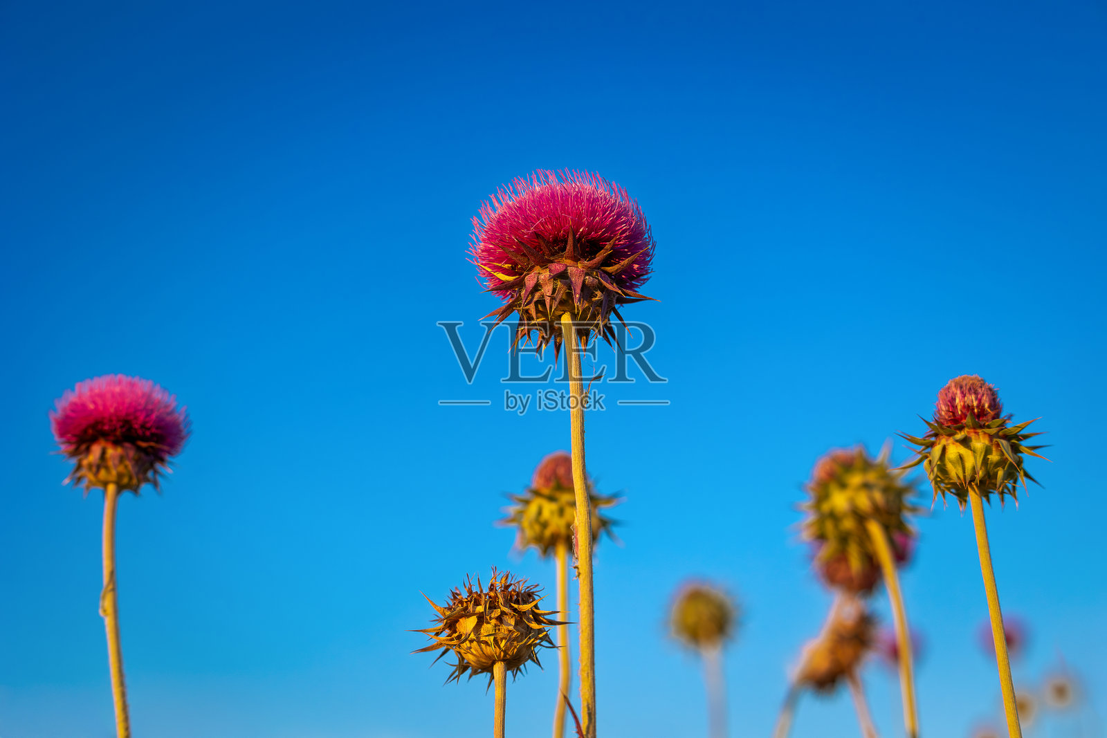 淡蓝色背景上的蓟花。照片摄影图片