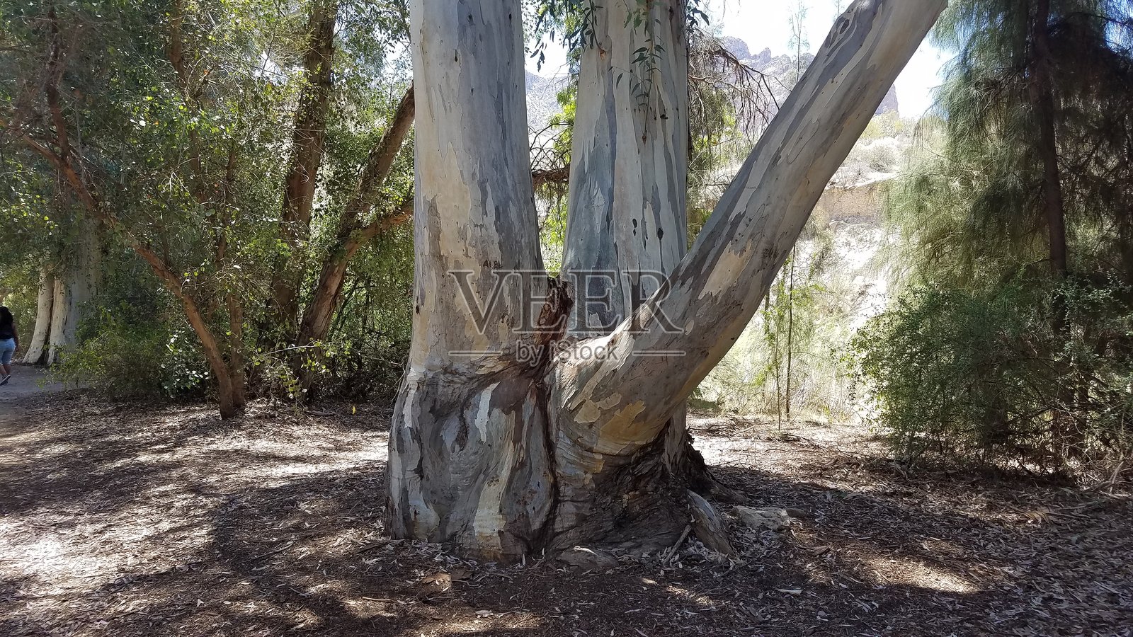 美丽的桉树在亚利桑那州的博伊斯·汤普森植物园生长照片摄影图片