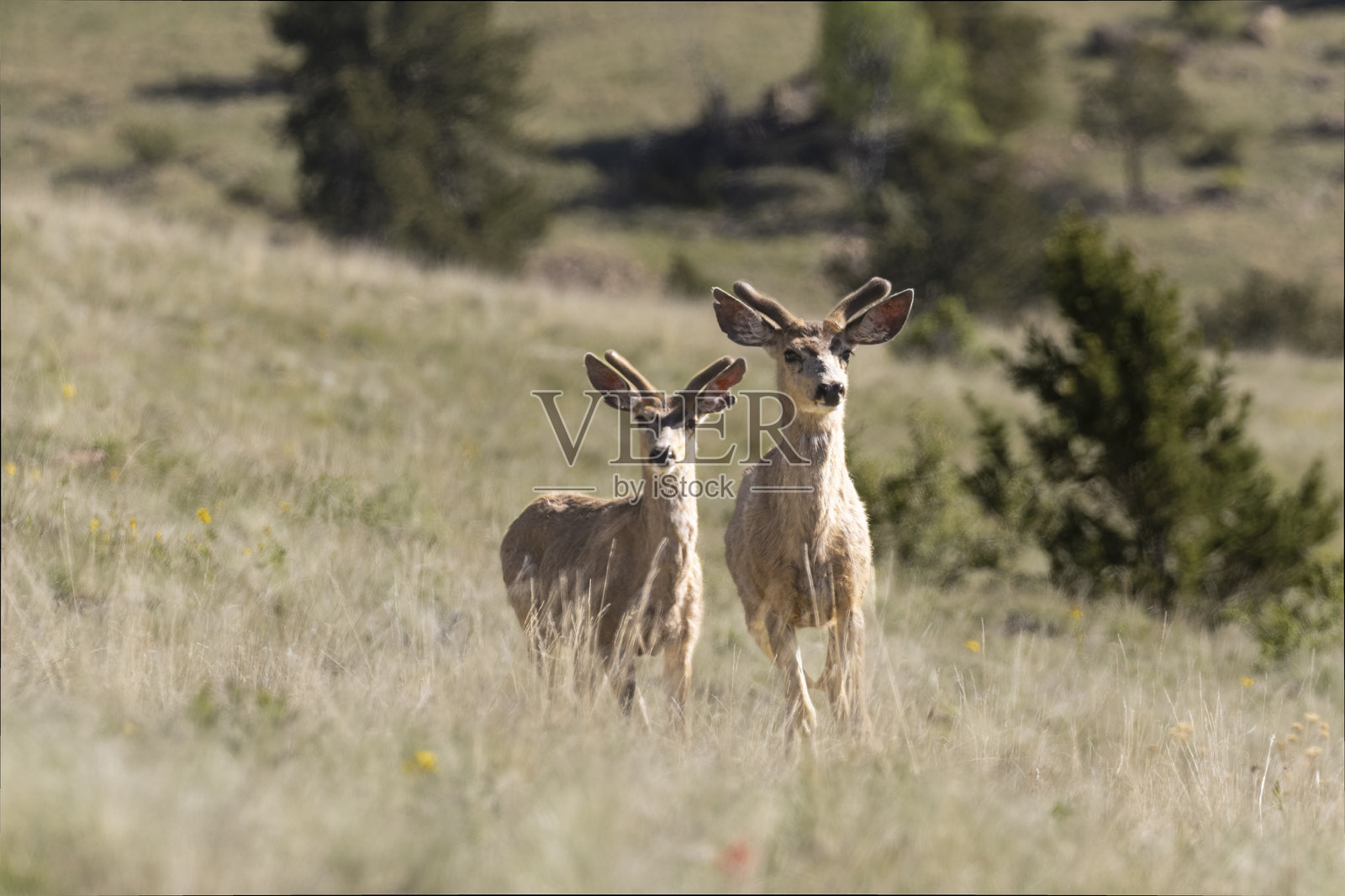 一群骡鹿照片摄影图片