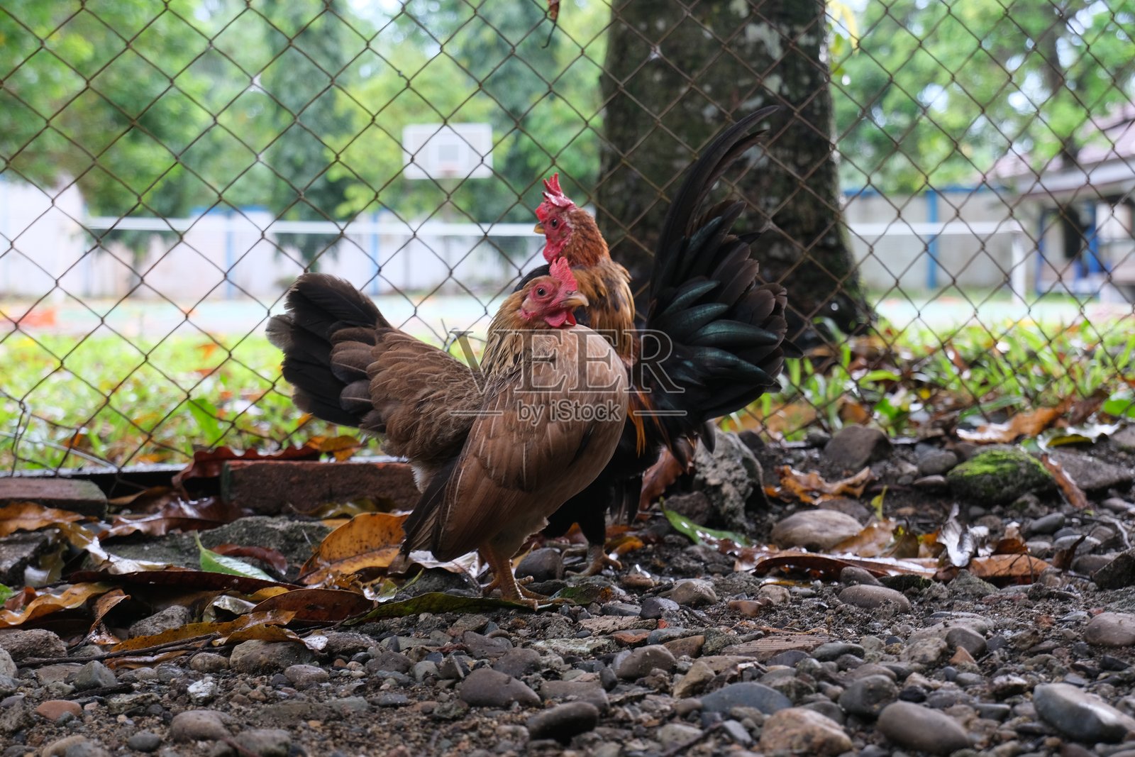 乡村的公鸡和母鸡在自然环境中照片摄影图片