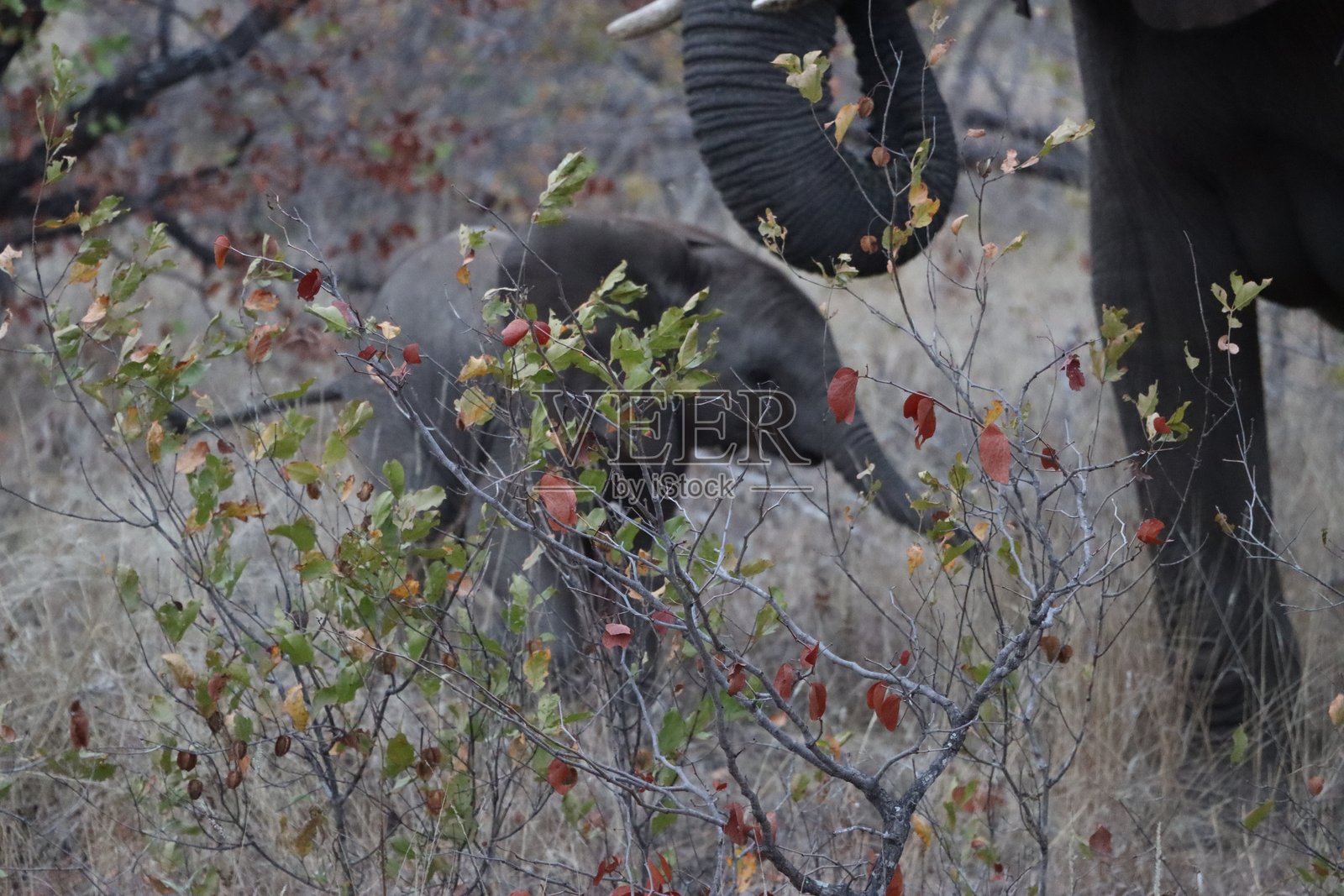 小象与母象照片摄影图片