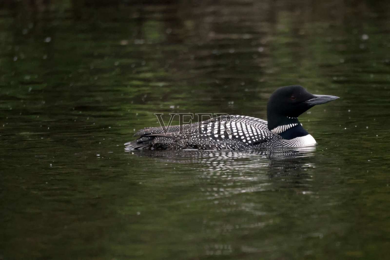 湖上的北方潜鸟照片摄影图片