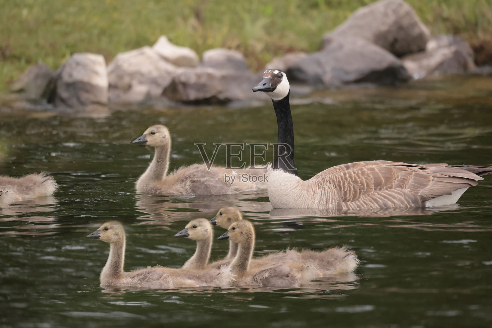 加拿大雁和幼鸟在水中游泳，照片是从船上拍摄的照片摄影图片