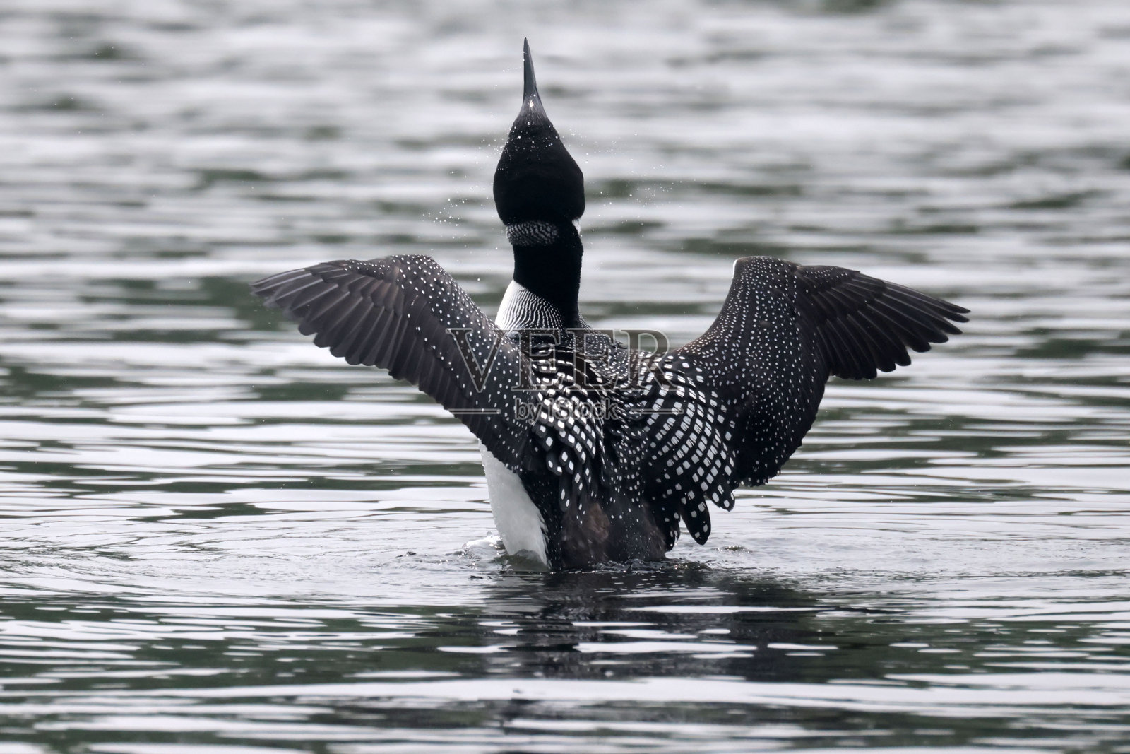 湖上的北方潜鸟照片摄影图片