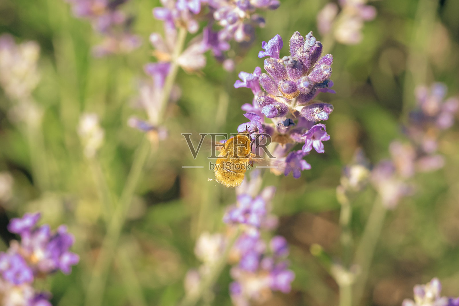 一只蜜蜂蝇在薰衣草上方盘旋照片摄影图片