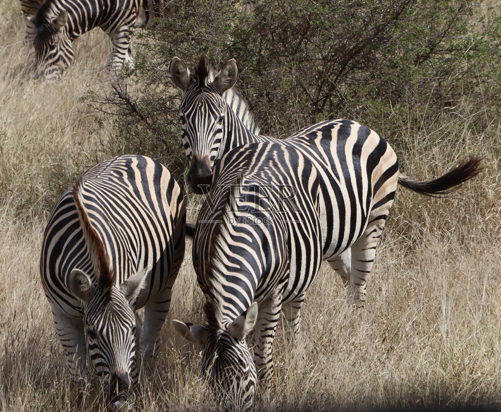 克鲁格国家公园的斑马照片摄影图片
