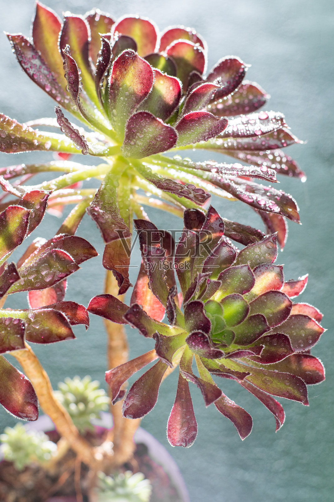 花卉黑王子多肉植物。叶子植物。照片摄影图片