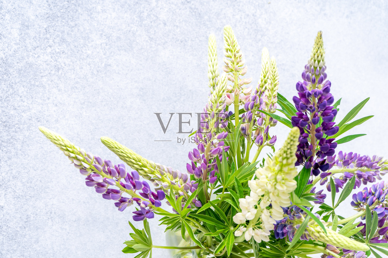 狼毒花。紫色和粉色的花蕾。照片摄影图片