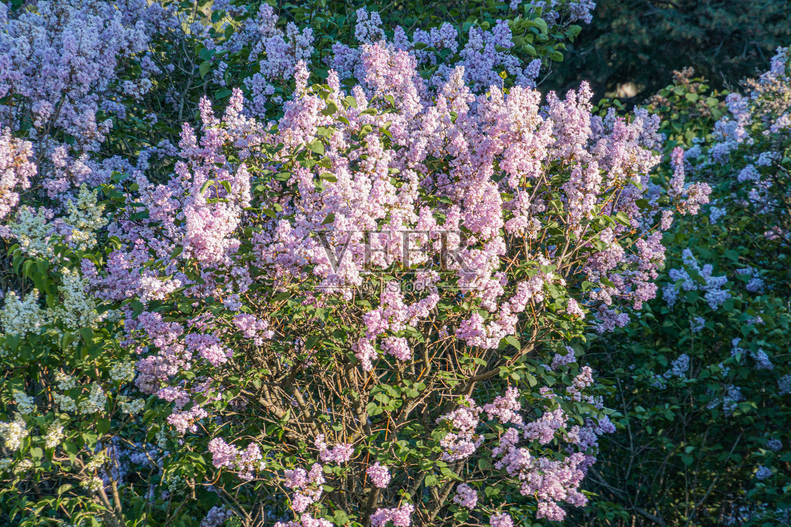 一丛生机勃勃的紫色花朵在绿色植被的衬托下绽放，拍摄于温暖的下午或傍晚。该图像展现了自然的美丽。照片摄影图片