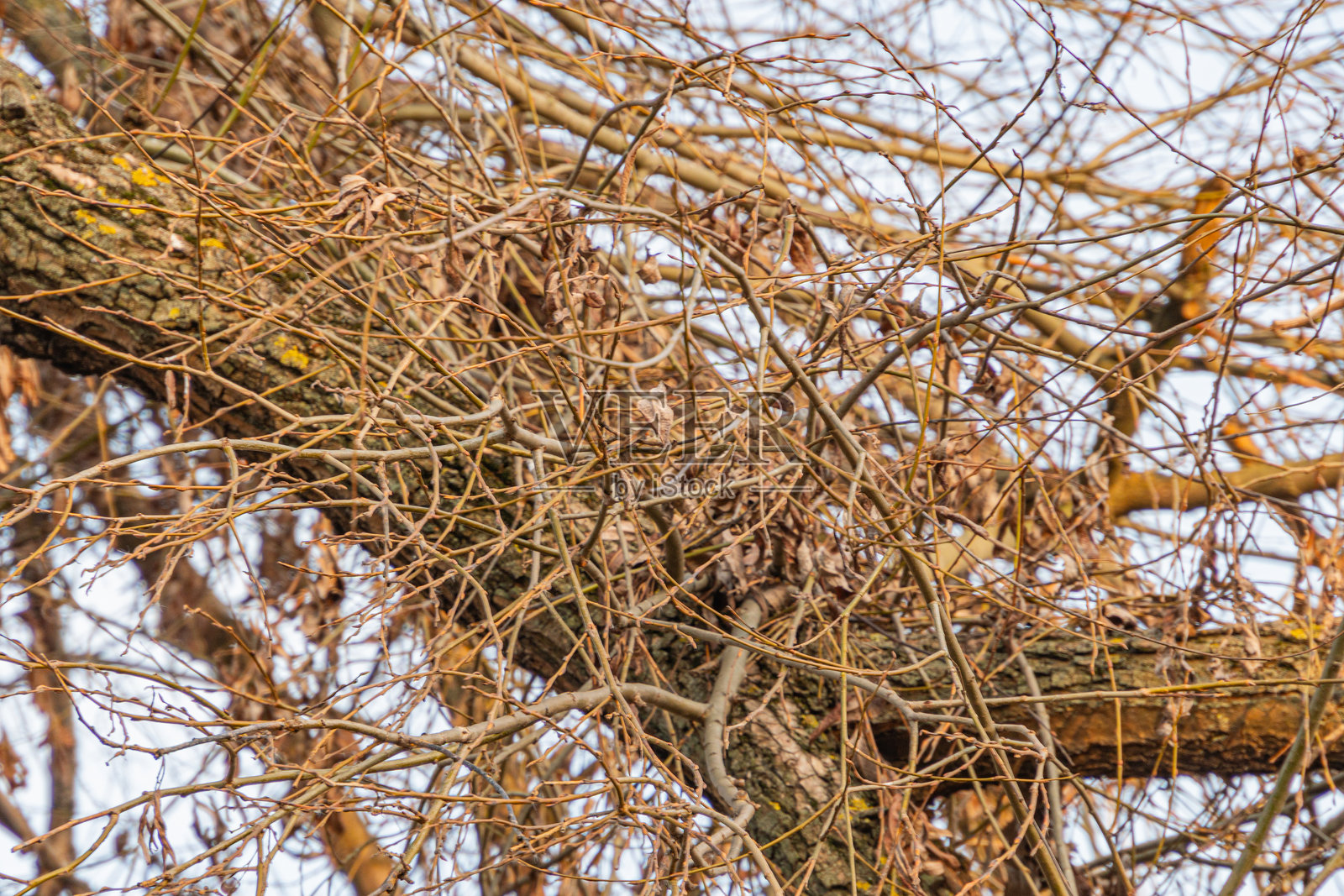 一棵风化的树在阴云密布的天空下，象征着韧性和季节变化照片摄影图片