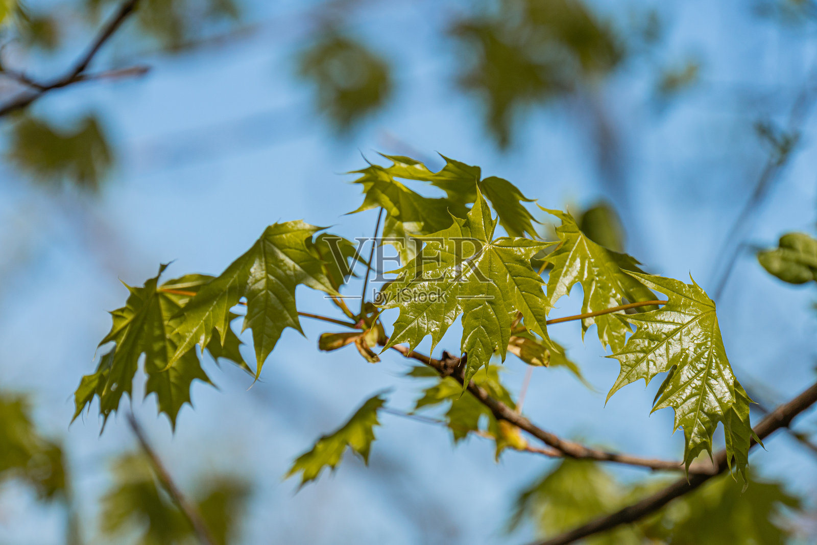 秋天枫叶的特写，映衬在晴朗的蓝天上，鲜艳的黄色、橙色和红色，尖尖的叶 lobes，秋季植被的绿色和黄色，无文字，自然光线，从下方视角拍摄。照片摄影图片