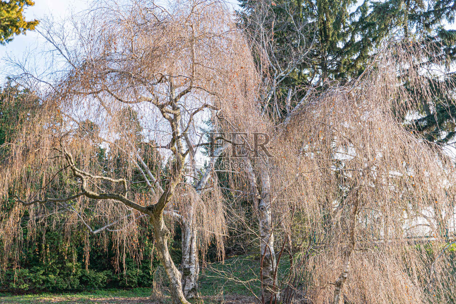 光秃的垂柳树，展现出其在寒冷季节的特征轮廓。这幅图像唤起了宁静、大自然和季节变化的感觉。照片摄影图片