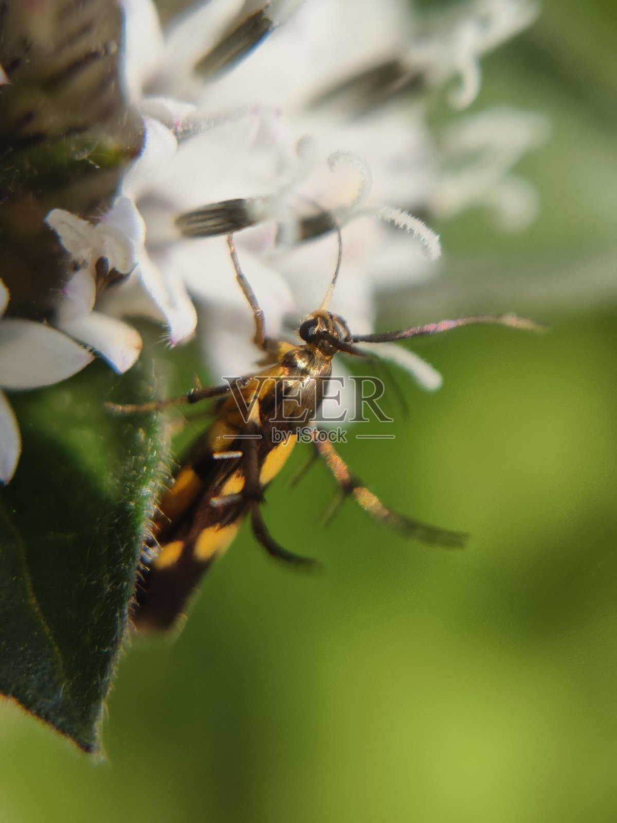 斯塔斯莫波达蛾照片摄影图片