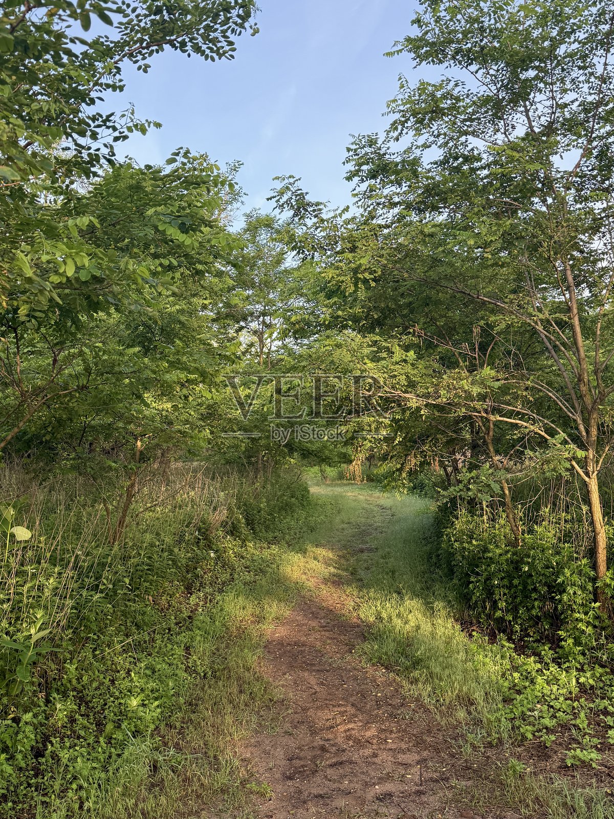 公园小径照片摄影图片