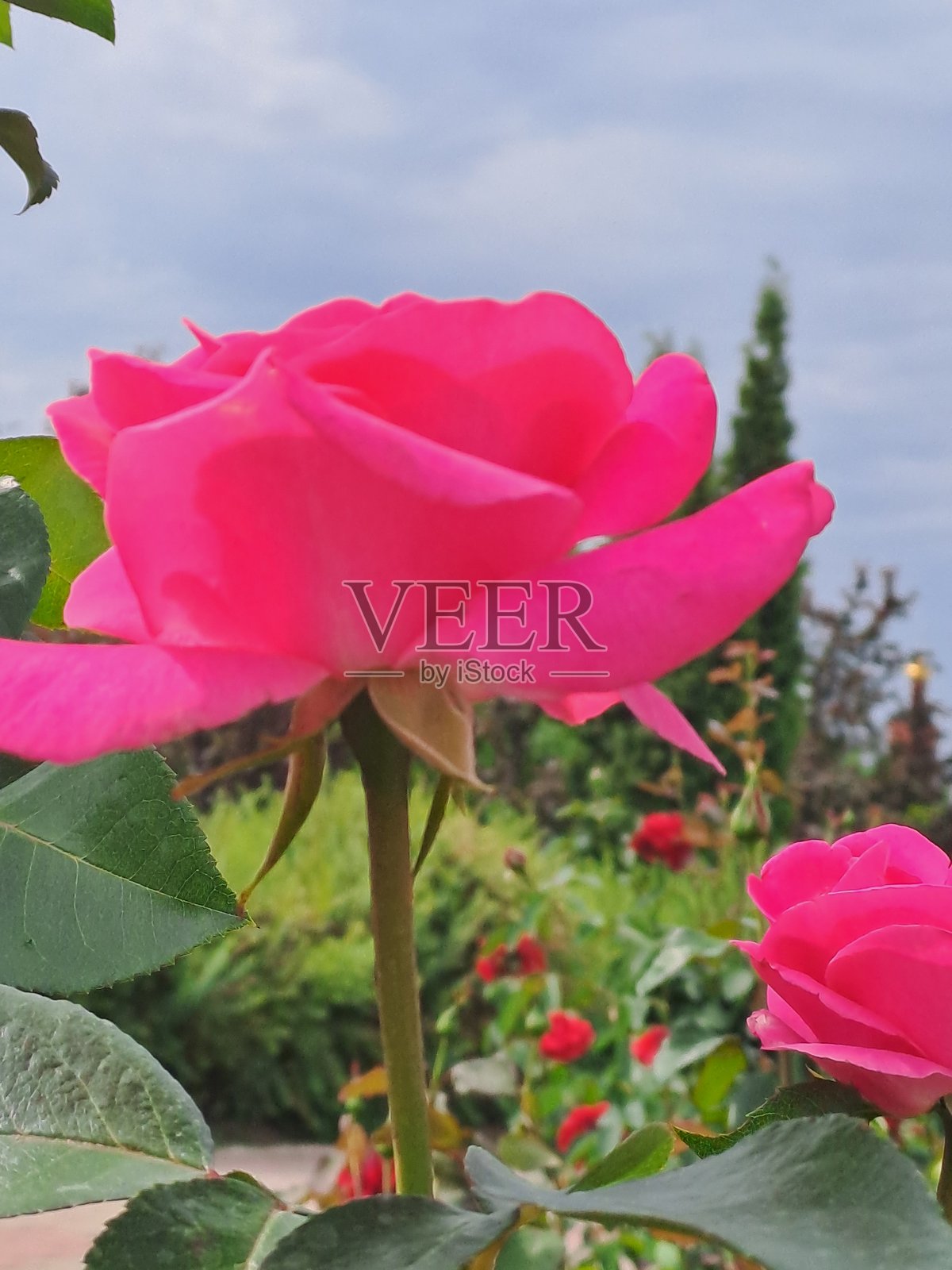 花朵，白天，绿色照片摄影图片