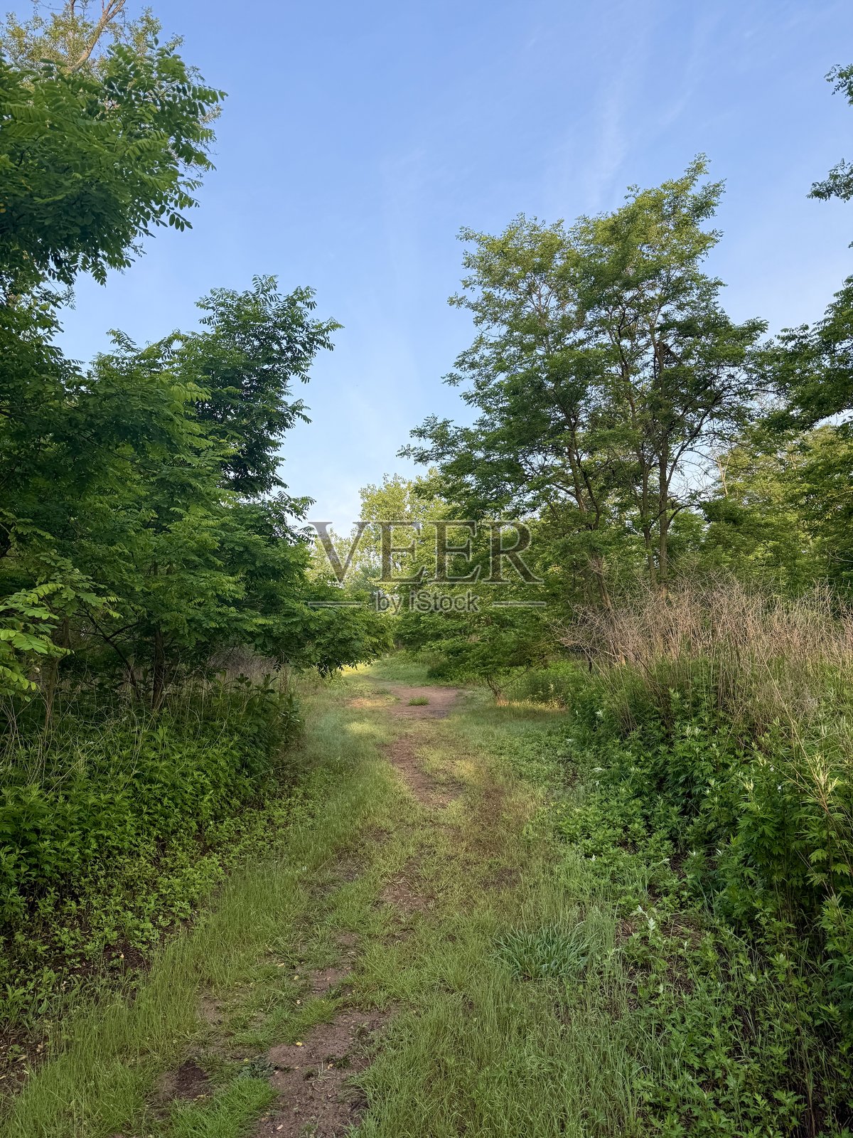 公园小径照片摄影图片