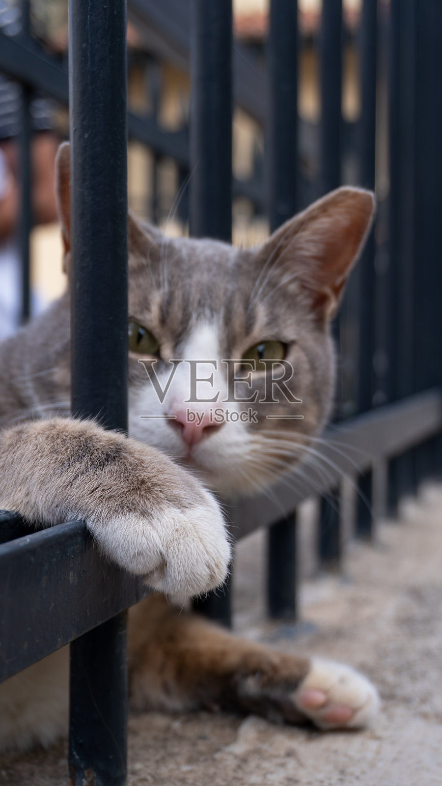 雅典的灰色街猫照片摄影图片