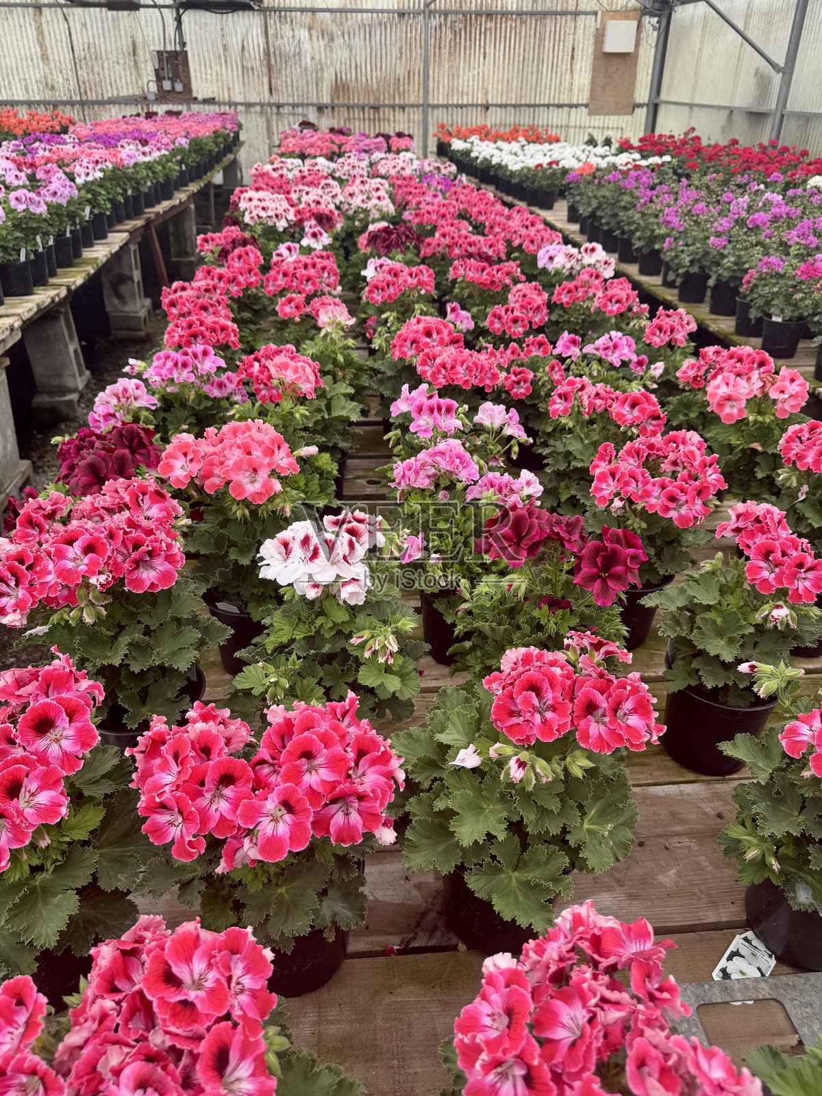 五彩缤纷的天竺葵在苗圃中照片摄影图片