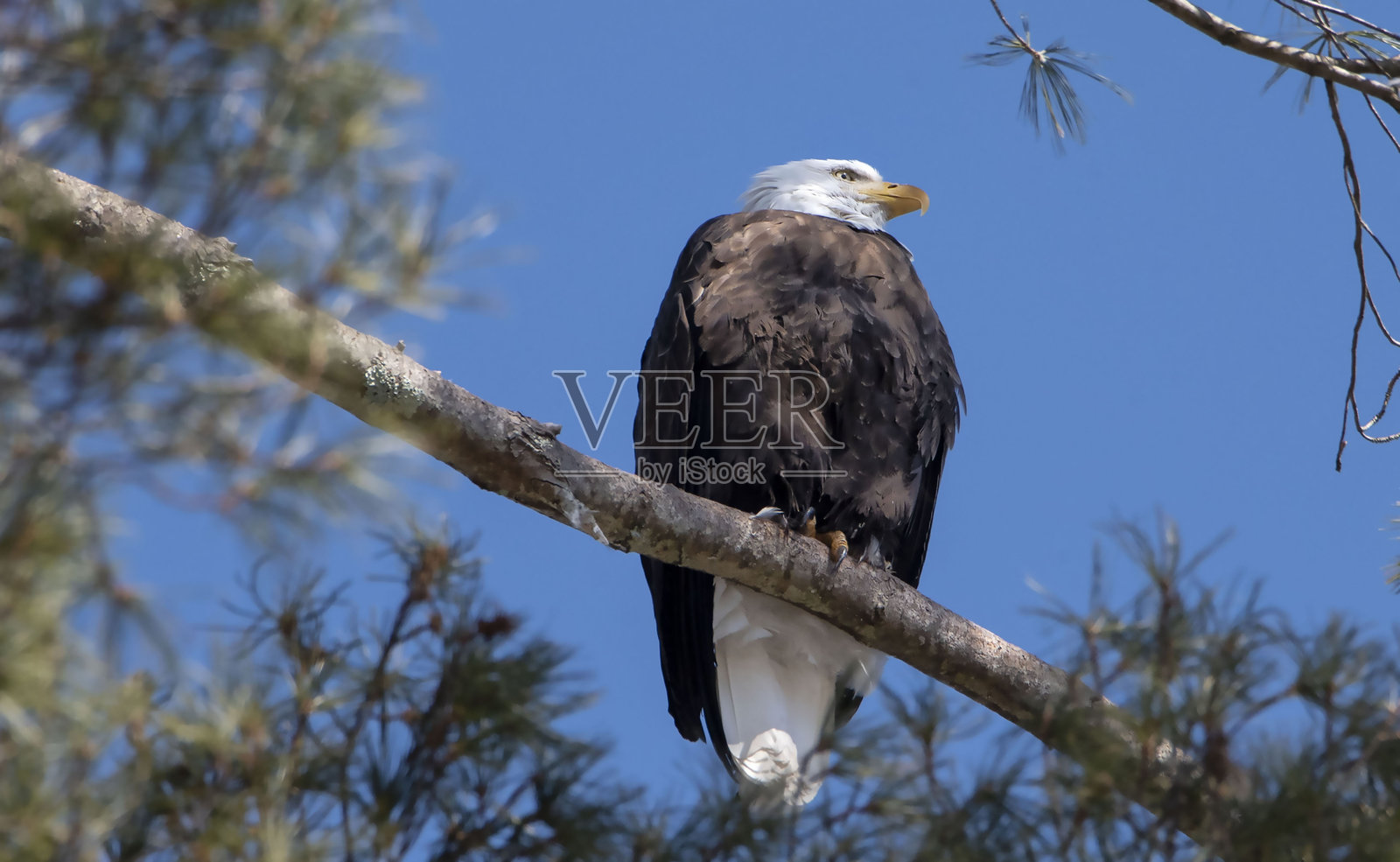 光头鹰栖息在树上照片摄影图片