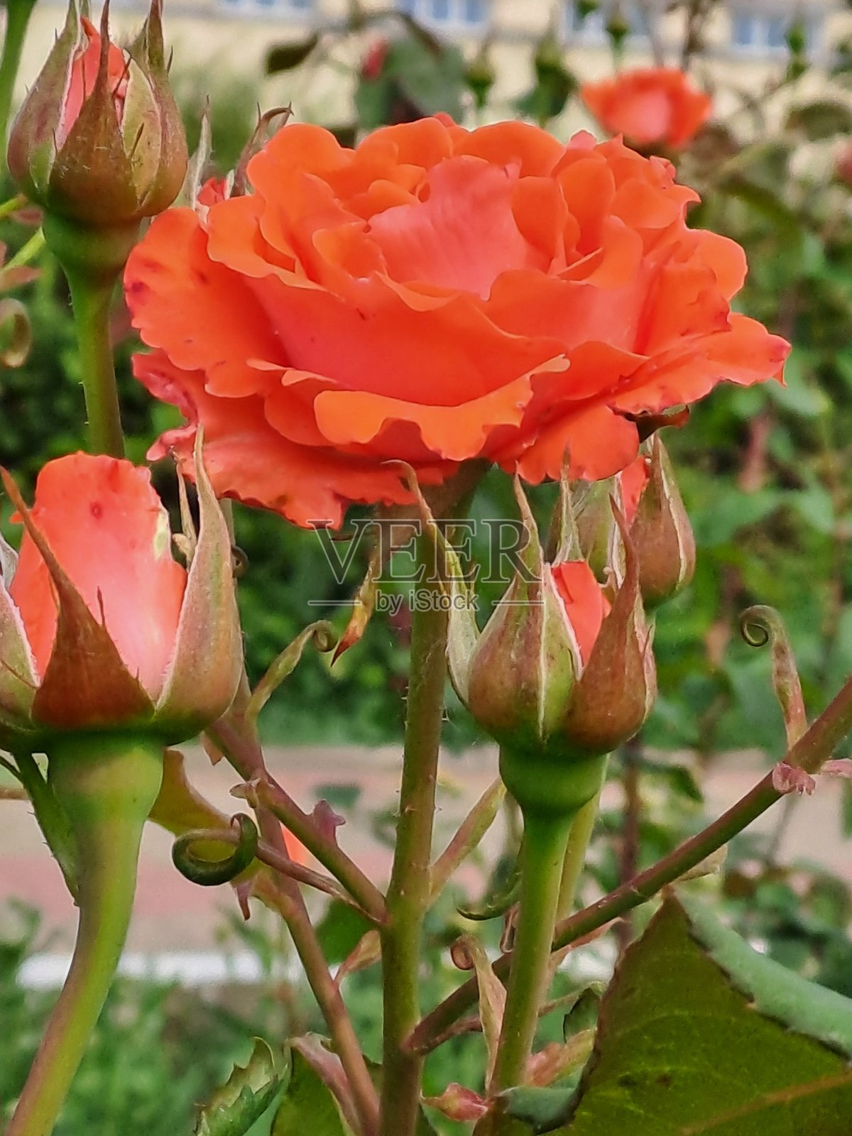 花朵，春天，自然照片摄影图片