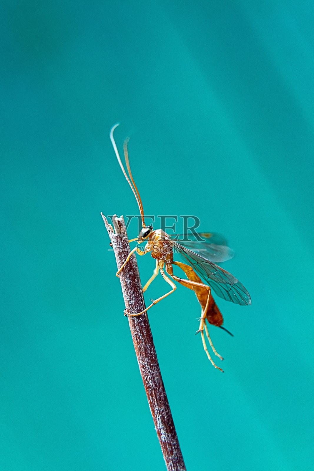 Ophion lutea - 一种精致的毛虫杀手照片摄影图片