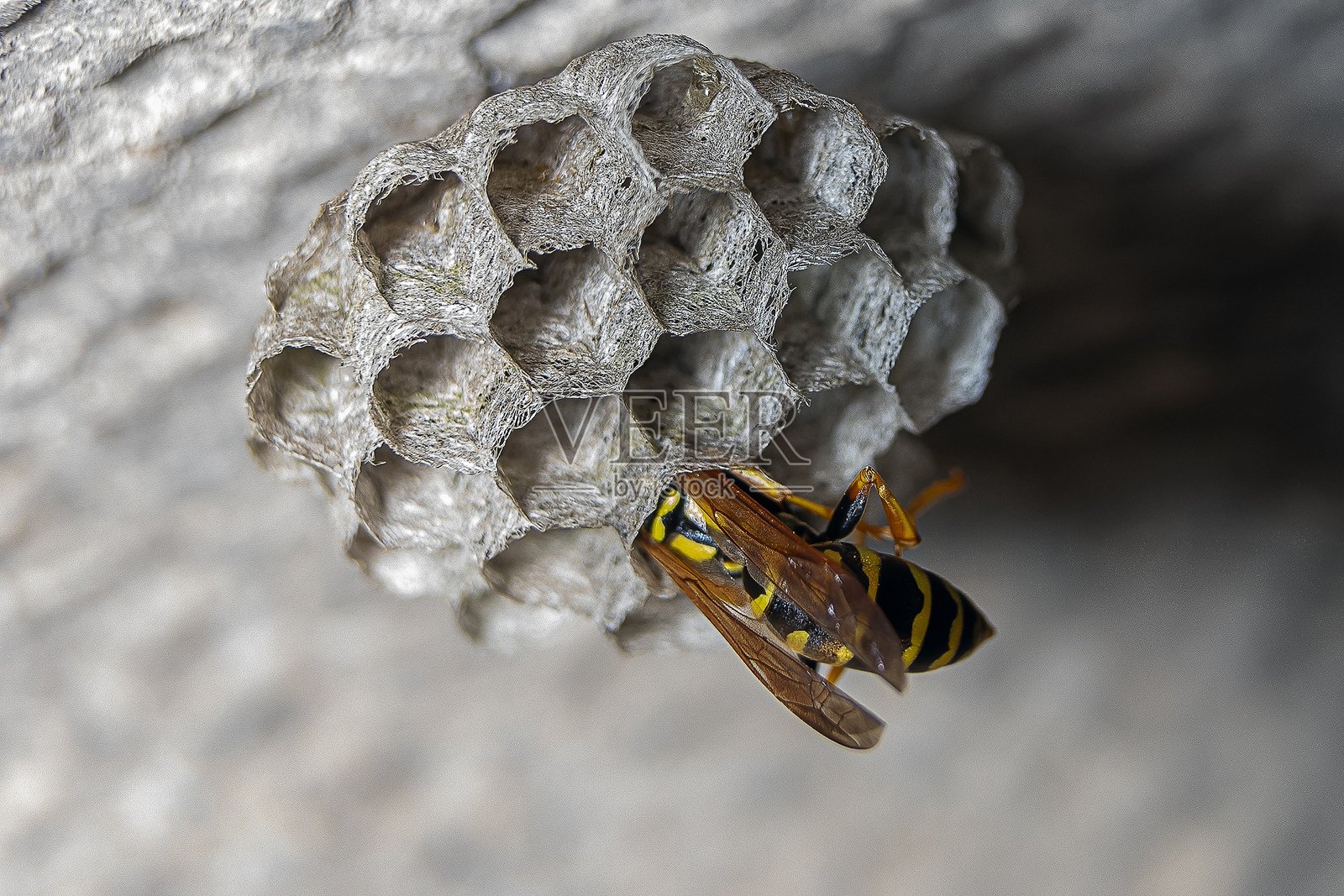 黄蜂在巢中产卵照片摄影图片