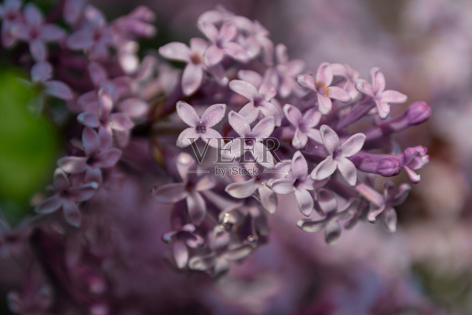 春天盛开的丁香花照片摄影图片