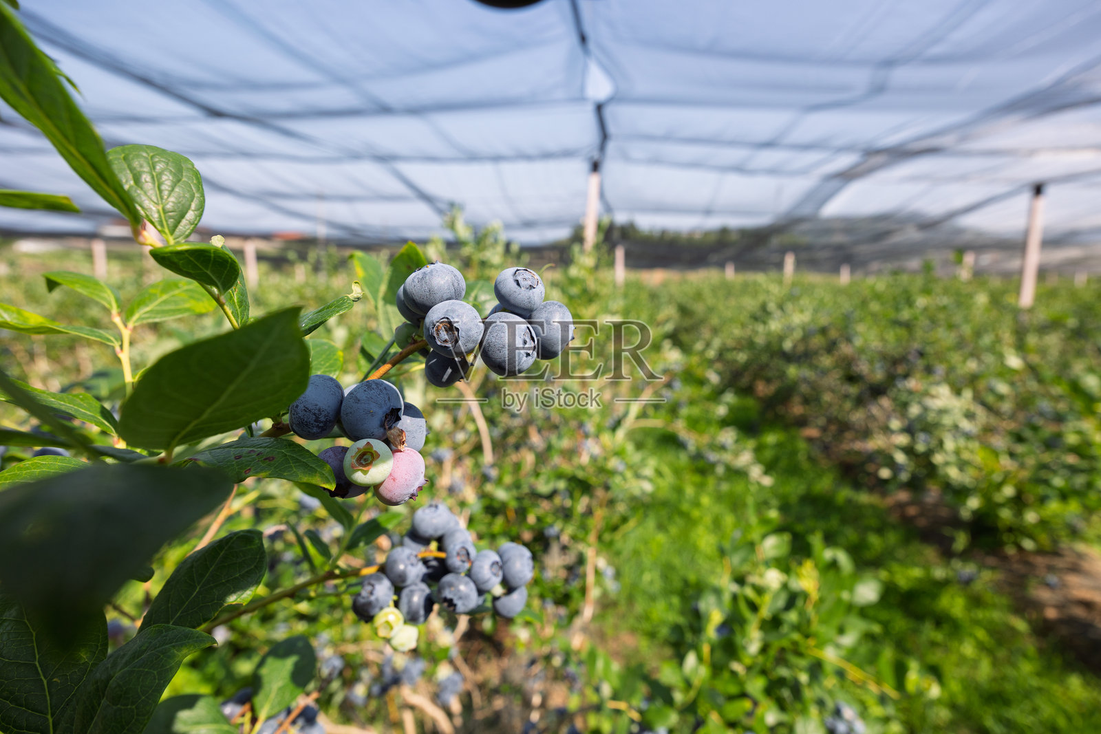 温室中灌木上生长的成熟蓝莓照片摄影图片