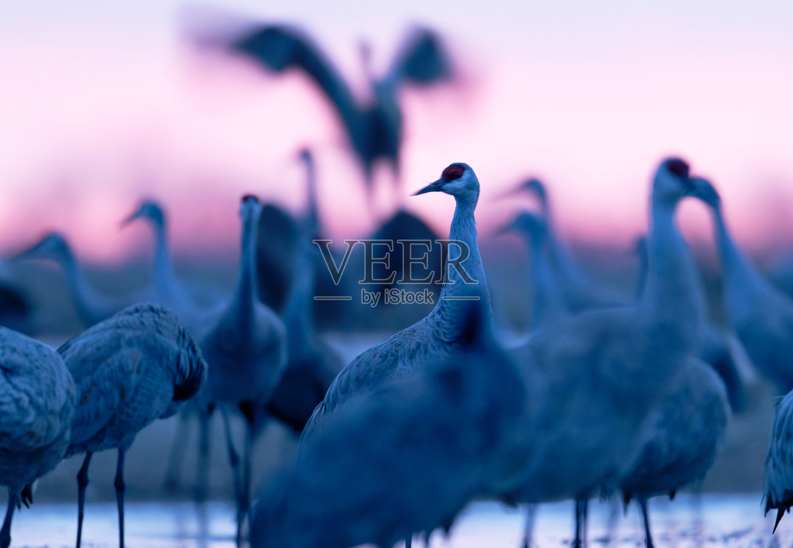 黎明时分的沙丘鹤照片摄影图片