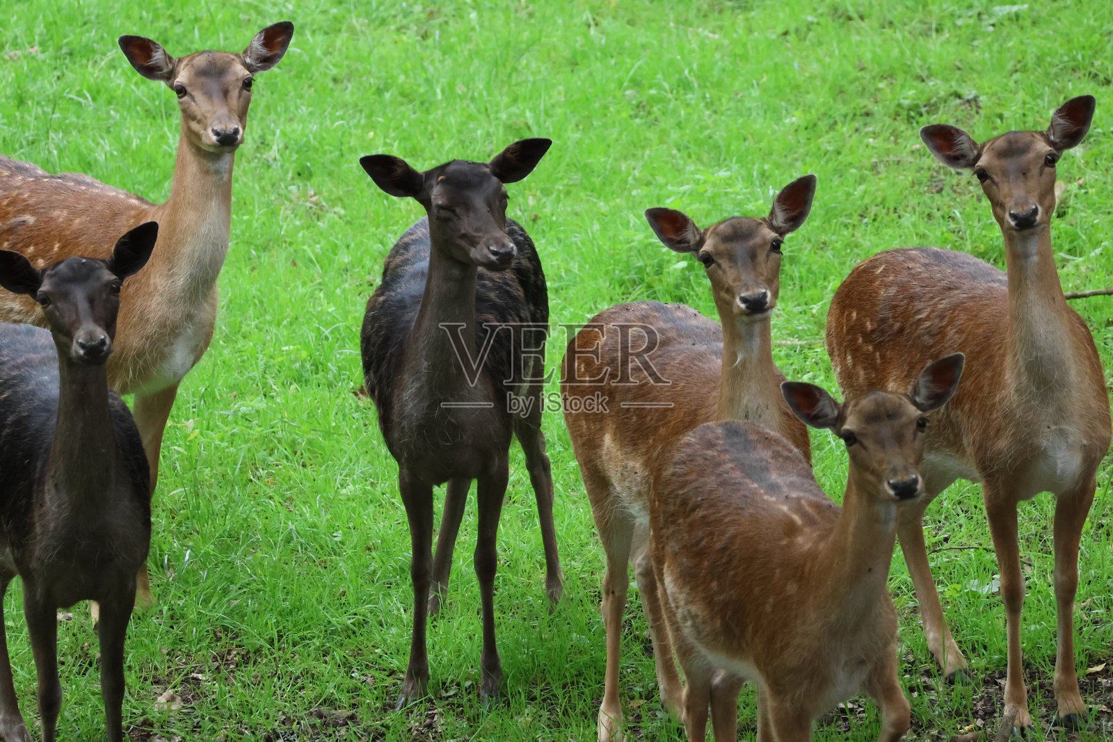 鹿在森林中觅食照片摄影图片