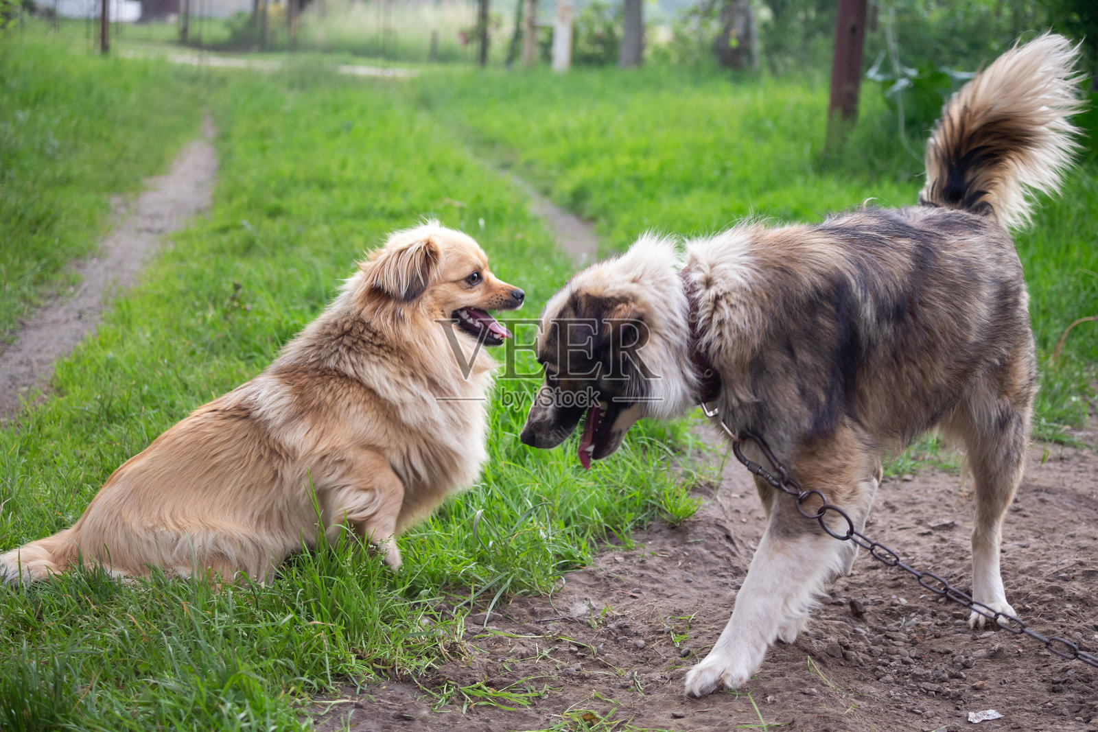 两只狗坐在对面。照片摄影图片