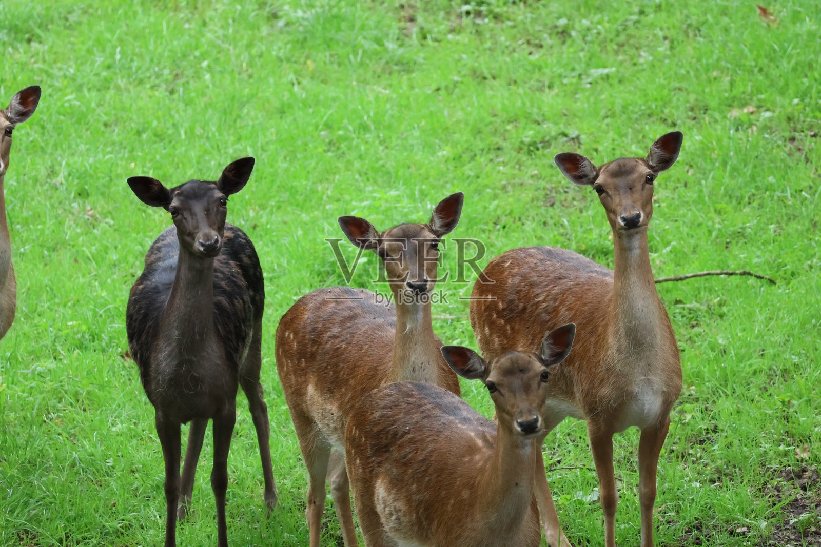 鹿在森林中觅食照片摄影图片