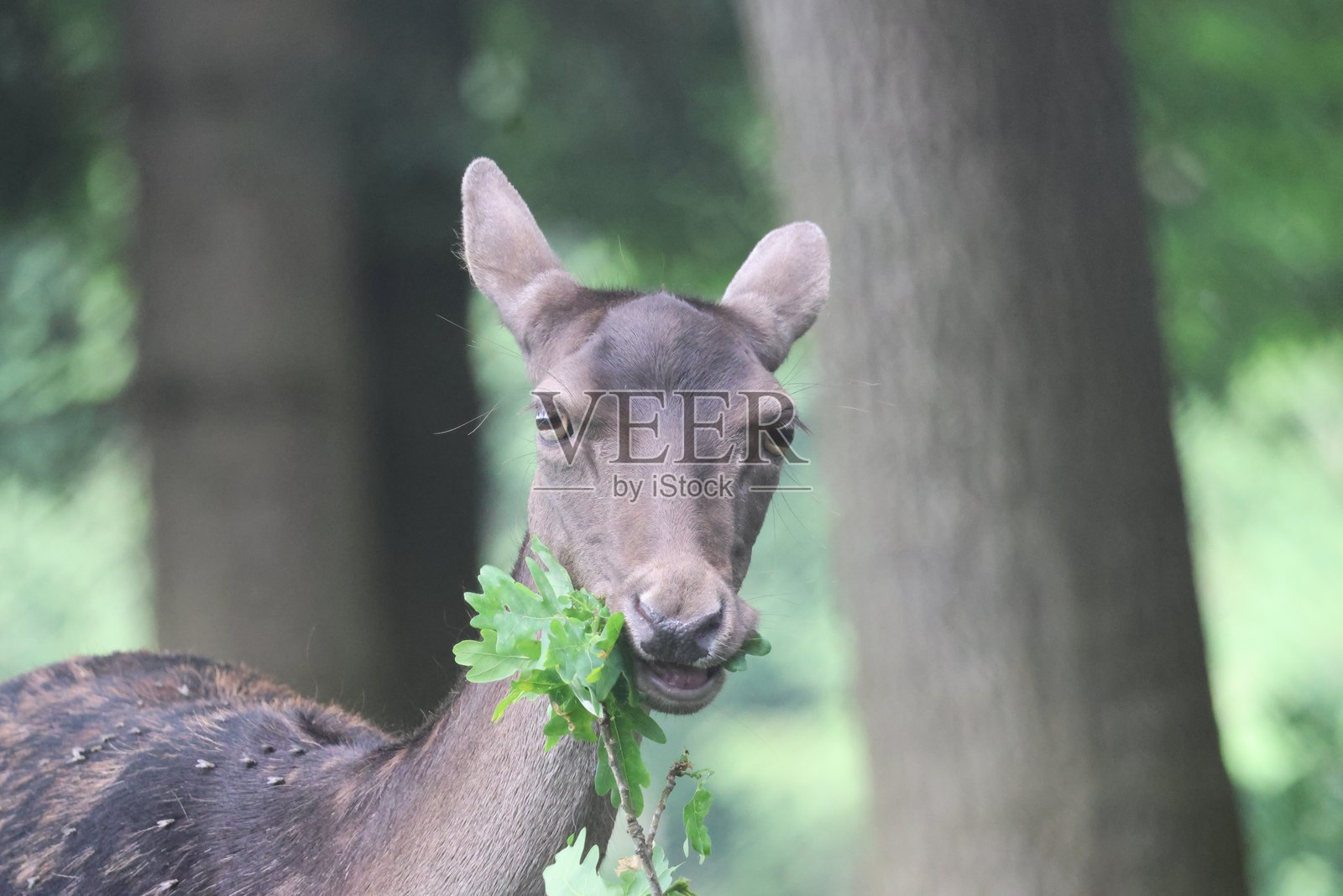 森林中的鹿肖像照片摄影图片