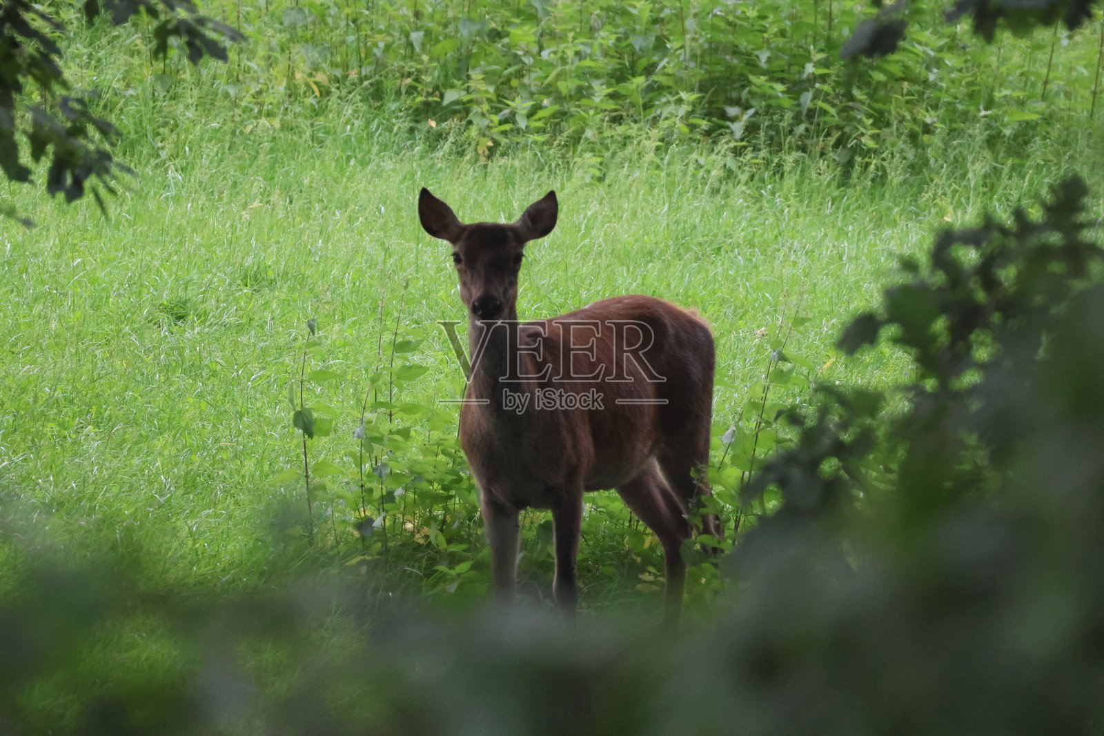 森林中的鹿肖像照片摄影图片