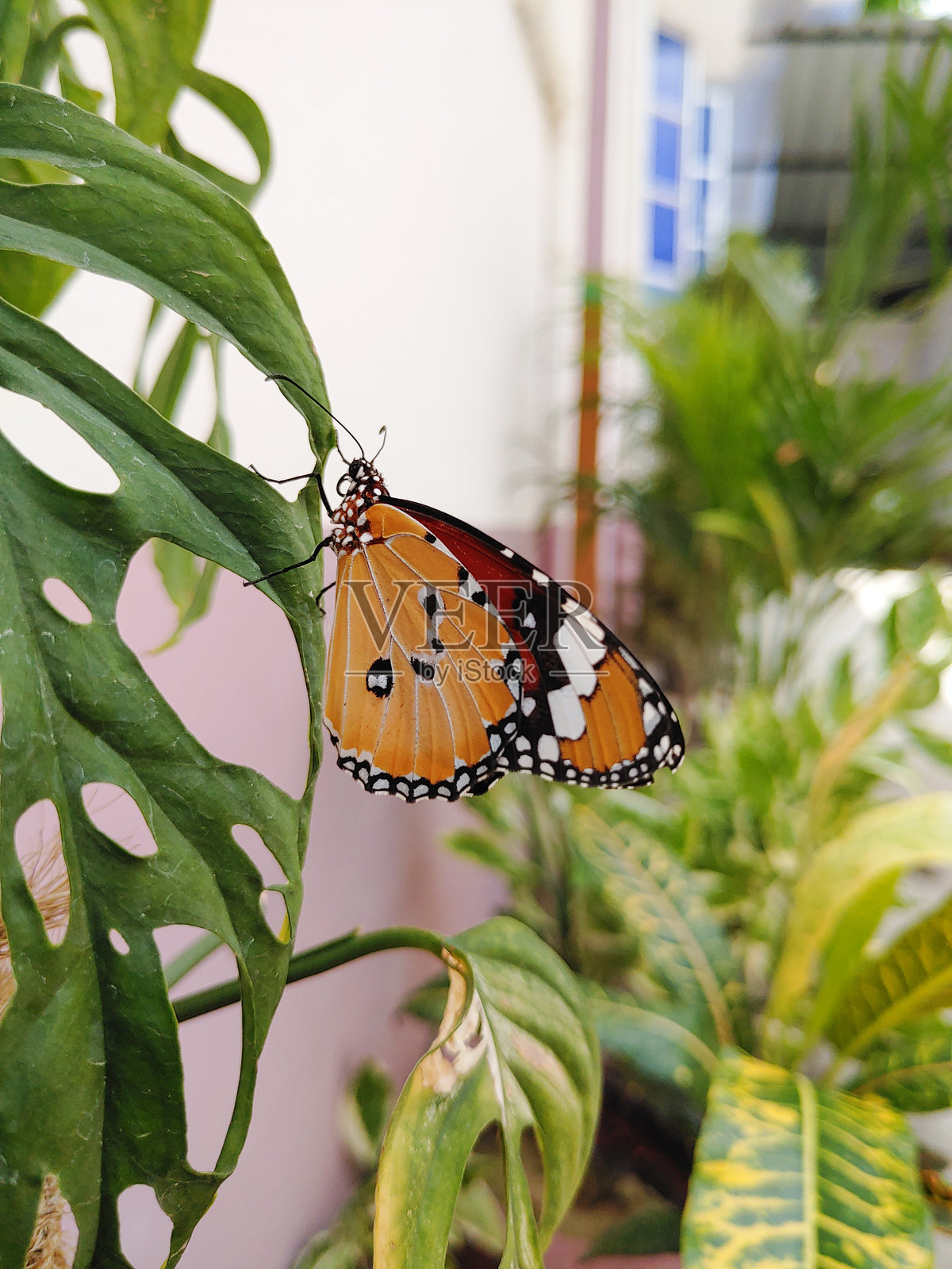 美丽的蝴蝶栖息在叶子上照片摄影图片